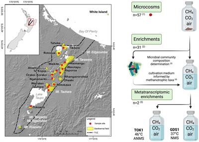 Thermophilic methane oxidation is widespread in Aotearoa-New Zealand geothermal fields